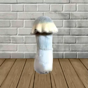 Alternative view of SporesMD Ghost Mushroom Liquid Culture 10ml
