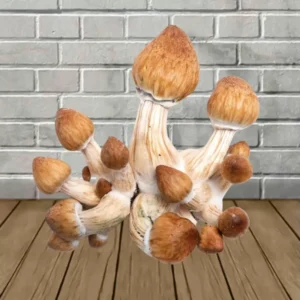 SporesMD Penis Envy Mushroom Liquid Culture 10ml - Image 3