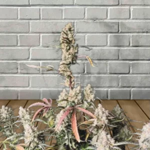 Samurai Squirrel Seeds Autoflowering Cannabis Seeds 5ct - Image 5