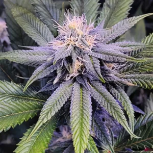 Samurai Squirrel Seeds Autoflowering Cannabis Seeds 5ct - Image 3