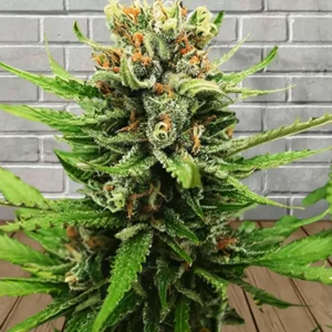 Samurai Squirrel Seeds Autoflowering Cannabis Seeds 5ct - Image 7