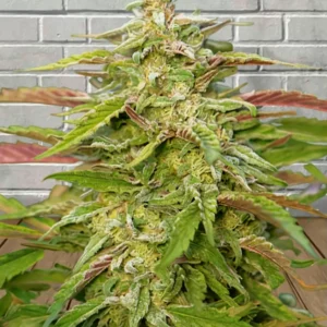 Samurai Squirrel Seeds Autoflowering Cannabis Seeds 5ct - Image 9