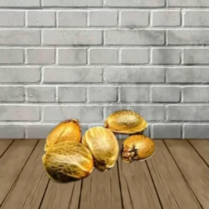 Alternative view of Samurai Squirrel Seeds Feminized Cannabis Seeds 5ct